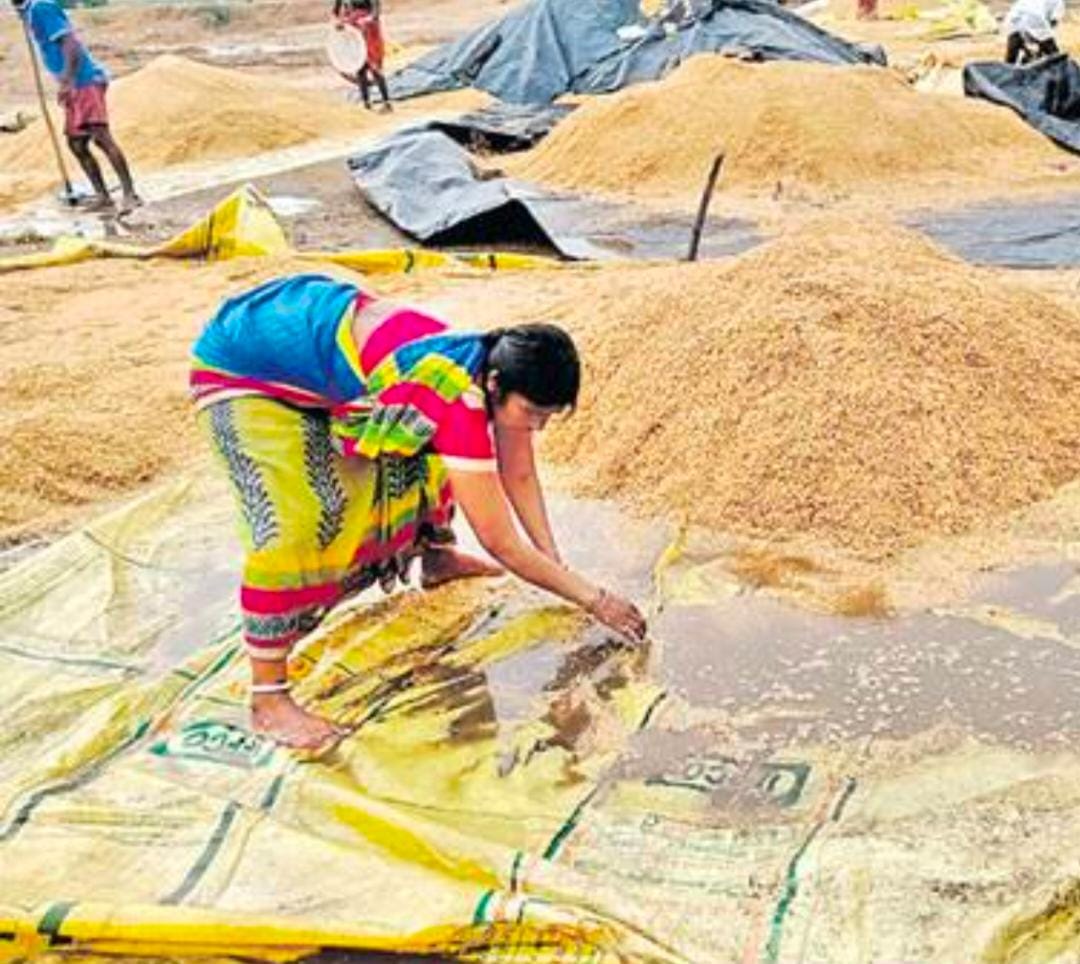 అకాల వర్షానికి తడిసిన ధాన్యం: రైతుకు భారీ నష్టం