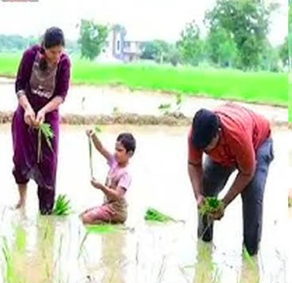 పొలములో భార్య పిల్లలతో కలిసి వరినాటు వేసిన జిల్లా కలెక్టర్